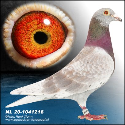 NL 20-1041216 (1)